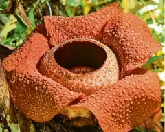  ?? — DAVID LOH ?? The rafflesia takes six to nine months to go from bud to bloom, and then it dies in a week!