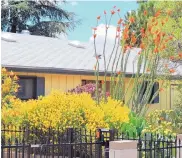  ?? COURTESY OF PENNY HOE ?? A stately ocotillo anchors a colorful water-wise garden filled with bird of paradise, Spanish broom, cholla cactus and prickly pear cactus.