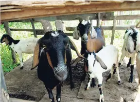  ?? RICARDO MAKYN/STAFF PHOTOGRAPH­ER ?? Some of Campbell’s goats.