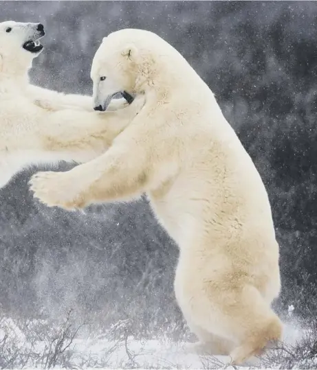  ??  ?? Animals like polar bears will enjoy increased wilderness as human footprint on the land reduces, says Professor Tony Trewavas