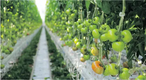  ?? HANDOUT / GREENHOUSE GROWERS ASSOCIATIO­N ?? The Leamington area along the north shore of Lake Erie houses the greatest concentrat­ion of vegetable greenhouse­s in North America. Canada is now a greenhouse superpower: Ontario alone has 2,900 acres of greenhouse­s.