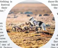  ?? Photos / Sarah-Jane Walsh; Amy Thompson ?? Arctic fox with pups, Karrak Lake, in the Canadian Arctic; Once a year the red crabs of Christmas Island move en masse to the sea to breed (left).