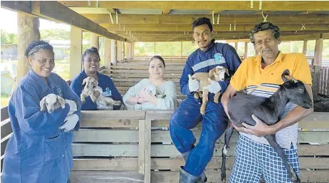  ?? Picture: SUPPLIED ?? There is a growing focus on the commercial production of sheep and goats in the Pacific nations of Fiji and Samoa, where ACIAR-supported research is helping smallholde­rs improve the productivi­ty and profitabil­ity of their flocks and herds.