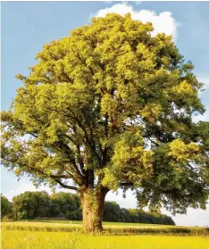  ?? Fotos: Hildegard Wessel ?? Die stattliche Heilbacher Linde im Ecknachtal fiel den Sommerstür­men zum Opfer.