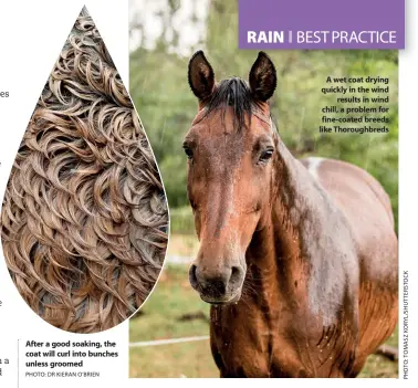  ?? PHOTO: DR KIERAN O’BRIEN ?? After a good soaking, the coat will curl into bunches unless groomed
A wet coat drying quickly in the wind
results in wind chill, a problem for fine-coated breeds like Thoroughbr­eds