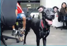  ??  ?? Pepper fue el perro más grande que llegó a la oficina, mientras que Suri el más pequeño.