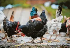 Warum Huhn Elfriede eine Warnweste trägt - Nachrichten aus Buchloe