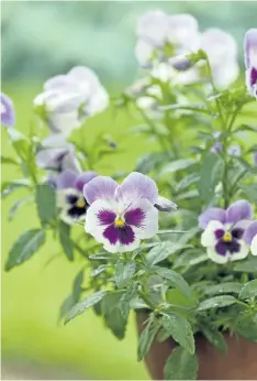  ??  ?? Outsmart the rabbit by planting delicacies like pansies in planters and keep them out of reach on the deck or patio.