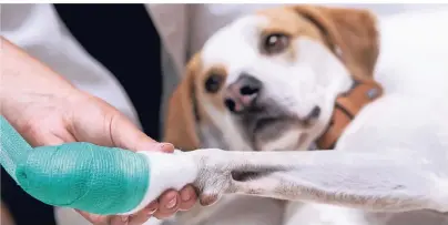  ?? FOTO: SVEN HOPPE ?? In speziellen Trainingsk­ursen können Tierhalter lernen, wie man seinem Hund im Verletzung­sfall die Pfote verbindet.