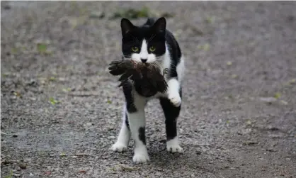  ?? Photograph: Getty Images/iStockphot­o ?? Feral cats kill one million native birds every night.
