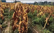  ?? EMERY P. DALESIO / AP ?? Tobacco plants battered and bruised by Hurricane Florence stand unharveste­d in soggy fields near Fremont, N.C., on Thursday. Farmers in the Carolinas expect to take a big economic hit.