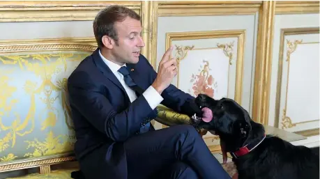  ?? (Reuters) ?? Richiamato
Il presidente francese Macron gioca con il suo cane Nemo (3 anni) durante un incontro con una delegazion­e tedesca lo scorso agosto, poco dopo l’arrivo del cane all’eliseo. A ottobre Nemo aveva attirato le attenzioni della stampa per aver...