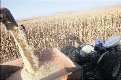  ??  ?? Maize harvest at Gourton Farm in Winterton, Drakensber­g. In South Africa a crop of 16.05 million tons of just maize is expected this year, whereas good crops are also expected in Zambia and Zimbabwe. PHOTO: SIMPHIWE MBOKAZI