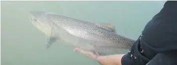  ??  ?? A Chinook salmon caught on the Skeena River at Terrace is released.