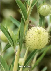  ??  ?? Swan plant.