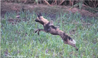  ?? Fred Lubbe ?? A dog leaps off the ground in the canefield at an Empangeni farm