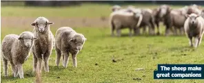  ??  ?? The sheep make great companions