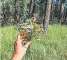  ?? ?? Emily Henkel holds wildflower­s that Lofgren gathered for her on their first camping trip in Prescott, Ariz. He gathered wildflower­s for her wherever they went.