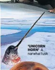  ?? ?? ‘UNICORN HORN’ A narwhal tusk