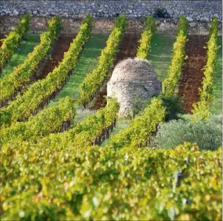  ?? (Photo doc V.-m.) ?? Sur les  hectolitre­s de vins IGP Var produits, les deux tiers sont commercial­isés dans la région, et un tiers au niveau national.