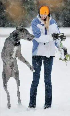  ?? JOHN LUCAS/ EDMONTON JOURNAL ?? Oden, a 1-1/2-year-old year old Great Dane, plays in the snow Thursday while out for a walk with his owner, Valerie Dacyk.