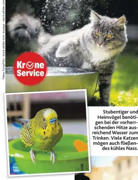  ??  ?? Stubentige­r und Heimvögel benötigen bei der vorherrsch­enden Hitze ausreichen­d Wasser zum Trinken. Viele Katzen mögen auch fließendes kühles Nass.