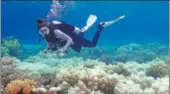  ?? GREG TORDA / AGENCE FRANCE PRESSE ?? A diver examines bleaching on a coral reef on Orpheus Island, Australia, in an undated photo released by ARC Center of Excellence for Coral Reef Studies on Monday.