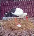  ?? Foto: Schwarzbrä­u Live Cam ?? Die Webcam zeigt: Im Zusmarshau­ser Storchenne­st liegen gleich fünf Eier.