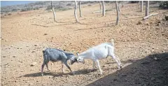  ?? REUTERS ?? A pair of goats from a flock belonging to a Venezuelan family from the Wayuu tribe, fight in the middle of the desert in Castillete­s Colombia.