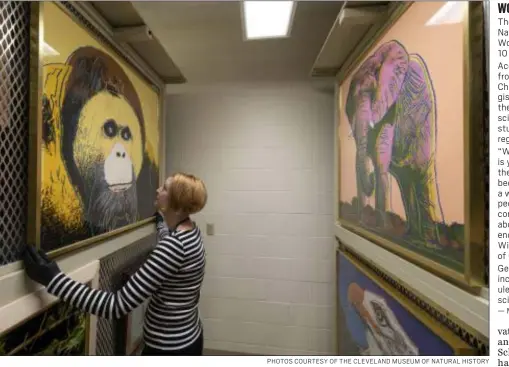  ?? PHOTOS COURTESY OF THE CLEVELAND MUSEUM OF NATURAL HISTORY ?? Cleveland Museum of Natural History Research &amp; Collection­s Registrar Amber Anderson adjusts “Orangutan (Pongo pygmaeus).” To the right are other pieces in Andy Warhol’s “Endangered Species,” “African Elephant (Loxodonta Africana),” top, and “Bald Eagle (Haliaeetus leucocepha­lus).”