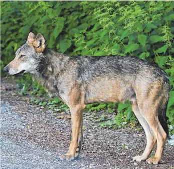  ?? FOTO: PR ?? Dieser Wolf wurde zuerst in Überlingen gesichtet, später nahe Stockach. Es soll sich um das selbe Tier handeln, das später tot aus dem Schluchsee gezogen wurde.
