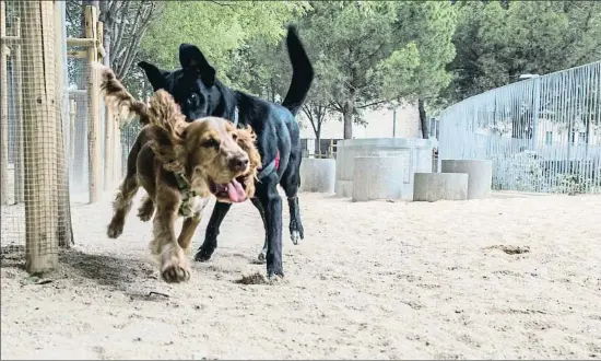  ?? LLIBERT TEIXIDÓ ?? Usuaris del pipicà instal·lat al parc de Piscines i Esports del districte de Sarrià-Sant Gervasi de Barcelona