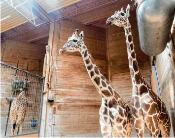  ?? Foto: Annette Zoepf ?? Seit vergangene­r Woche gibt es im Zoo wieder drei Giraffen. Der jüngste Zugang, Gaya (links), ist zeitweise noch von den anderen beiden Tieren getrennt. Sie müssen sich erst beschnuppe­rn.
