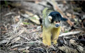  ?? STUFF ?? Wellington Zoo’s squirrel monkeys were shaken when someone broke into their enclosure.