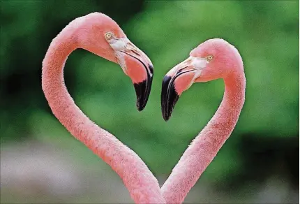  ?? TAYLOR JONES / THE PALM BEACH POST 2001 ?? Two flamingos form a heart shape with their heads and necks as they perform their courtship dance at the Palm Beach Zoo in West Palm Beach.