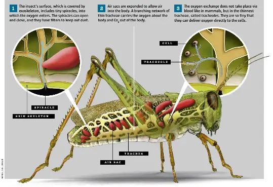  ??  ?? CELL TRACHEOLE SPIRACLE SKIN SKELETON TRACHEA AIR SAC