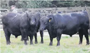  ??  ?? These two Angus Bulls sold for $9500 and $16,000 to set the tone for the sale.
Bidr technology meant the sale was streamed live all over the world.