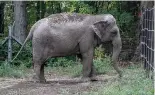  ?? ?? An elephant named Happy is pictured in the Bronx Zoo, in New York City, New York, U.S.