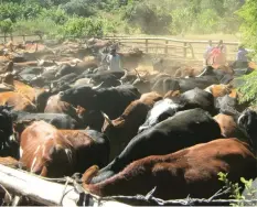  ??  ?? Part of the thriving herd of cattle belonging to the Chikukwa community