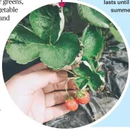  ??  ?? Photo: IG: @wanderingj­o17 Peak season for sweet and succulent strawberri­es start in December and lasts until summer.