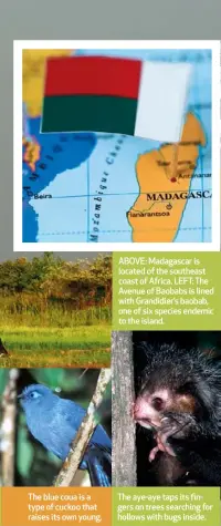  ??  ?? The blue coua is a type of cuckoo that raises its own young.
ABOVE: Madagascar is located of the southeast coast of Africa. LEFT: The Avenue of Baobabs is lined with Grandidier’s baobab, one of six species endemic to the island.
The aye-aye taps its fingers on trees searching for hollows with bugs inside.