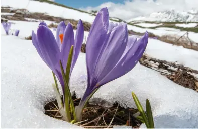  ??  ?? sprin g crocus (left)Nikon D300, Sigma 15mm f/2.8 fisheye, 1/250 sec, f/20, ISO200