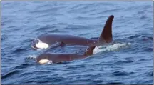 ?? Associated Press file photo ?? In this Aug. 7 file photo, southern resident killer whale J50 and her mother, J16, swim off the west coast of Vancouver Island near Port Renfrew, B.C.