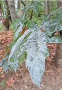  ?? THE REGISTER-GUARD
MICHELLE MAXWELL/ ?? You don’t need harsh chemicals to combat plant diseases like powdery mildew. It can be controlled using green alternativ­es.
