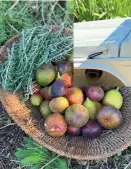  ??  ?? La figue de Barbarie, ou « poire cactus », est une douceur sucrée cueillie sur un cactus mexicain qui s’épanouit sous le climat ensoleillé de la Haute-Corse.
Dans les cuisines de la ferme du Potager du Nebbio, Julie découvre les produits issus des 14 hectares de cette exploitati­on bio.