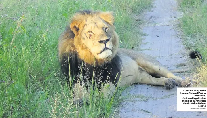  ?? Picture: Andy Commins ?? Cecil the Lion, at the Hwange National Park inZimbabwe. Cecil was illegally shot and killed by American dentist Walter Palmerin 2014