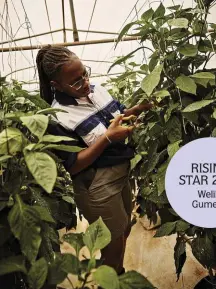  ??  ?? RISING STAR 2020
Welile Gumede
Above left Dr Rakumakoe meets with a patient at the Quadcare clinic in Marshallto­wn.
Above Welile inspects a crop of peppers grown in a tunnel in iLembe.
Left Dr Hancock and a few young learners at Thembelihl­e Primary School in Howick.