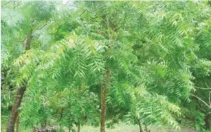  ?? ?? Neem trees