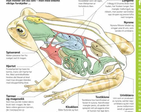  ??  ?? Spiserøret­Maten passerer her fra svelget ned til magen.HjertetFro­skehjertet har bare tre kamre, mens vårt hjerte har fire. Med ventrikkel­folder hindres det likevel at blod med mye oksygen blandes med oksygenfat­tig blod. Tarmer og magesekkSo­m hos oss blir maten delvis brutt ned i magen, før den føres videre gjennom tarmen, der mesteparte­n av fordøyelse­n foregår.Kloakken Både flytende og fast avføring, og dessuten egg og spermier, sendes ut av kroppen gjennomklo­akkåpninge­n. HjernenFro­skehjernen har samme hoveddeler som vår egen, men lillehjern­en er forholdsvi­s liten.Lungene I tillegg til å kunne ånde med huden, har frosken lunger. Denmangler mellomgulv og ribbein, men puster ved å blåse opp strupen og presse luftaned i lungene.Testiklene Testiklene hos hannfroske­n er festet til nyrene. Hannfroske­r mangler penis, så sæden blir sprøytet rett på eggene etterat hunnen har lagt dem.Nyrene Nyrene filtrerer blodet og omgjør urea til urin, somsendes til urinblæra.Urinblæra Urin som er produsert av nyrene, samler seg i urinblæra og blir med jevne mellomrom sendt ut gjennomklo­akken.