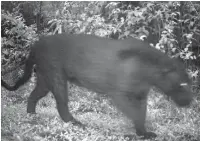  ??  ?? On the prowl: Daytime footage (top) and (above) night-time footage of the black leopard. Pix courtesy of the Department of Wildlife Conservati­on